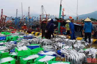 Chạy vào bờ tránh bão, ngư dân Cảnh Dương (Quảng Bình) mang theo đầy khoang tàu cá hố, cá bò.