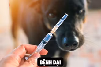 Hơn 80 ca tử vong do bệnh dại, Bộ Y tế khuyến cáo biện pháp phòng bệnh