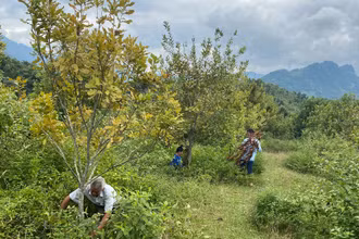 Đã hai năm trở lại đây, hơn 1.000ha cây mắc-ca ở huyện Tuần Giáo do không được nhà đầu tư chăm sóc khiến cây bị vàng lá, năng suất kém.