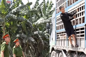 Bản tin thời sự sáng ngày 31/5/2025: Phát hiện 180 con lợn nhiễm dịch tả lợn châu Phi đang đi tiêu thụ tại Nghệ An