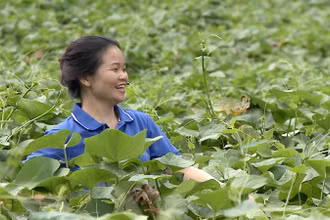 Với khát vọng vươn lên, bản tính học hỏi, lòng kiên trì là chìa khóa giúp các thanh niên dân tộc thiểu số khởi nghiệp thành công.