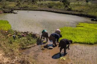Người dân làm việc dưới trời nắng nóng tại làng Tolagnaro, Madagascar. (Ảnh: AFP/TTXVN)
