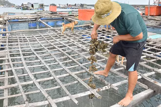Hàu của người dân xã Hòn Tre, huyện Kiên Hải, tỉnh Kiên Giang chết nghi do nguồn nước bị ô nhiễm.