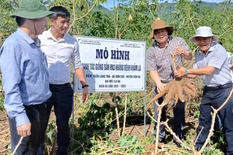 Giống sắn HN3 trồng thí điểm tại Quảng Ngãi không xuất hiện triệu chứng bệnh virus khảm lá và cho năng suất khá cao. 