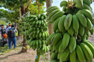 Hào hứng cuộc thi buồng chuối to nhất, cá lóc lớn nhất ở rừng tràm U Minh Hạ 