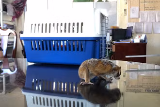 Cá thể Culi được người dân giao nộp.