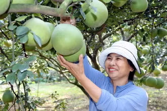 Nông dân chăm chút cho lứa bưởi để chuẩn bị bán Tết.