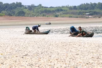 Cá chết nổi trắng cả lòng hồ Sông Mây, bốc mùi hôi thối.