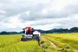 Thu hoạch lúa hè thu ở Nghệ An