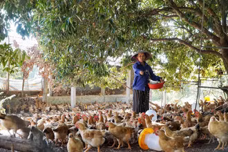 Nhờ vốn vay ưu đãi mà gia đình bà Lê Thị Thanh đã phát triển được trang trại gà 3.000 con/lứa cho thu nhập ổn định hàng trăm triệu đồng/năm.