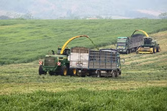 Thu hoạch ngô, cỏ bằng hệ thống cơ giới ở trang trại bò sữa TH.