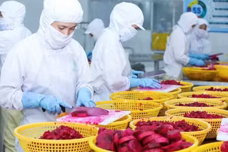 Chế biến là giải pháp giúp nâng cao giá trị xuất khẩu rau quả.