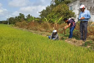 Một số diện tích lúa xuống giống Đông Xuân muộn tại Sóc Trăng bị thiếu nước sản xuất do mặn xâm nhập, tháng 2/2024. (Ảnh: TTXVN)