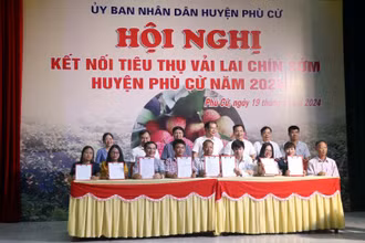 Doanh nghiệp ký kết tiêu thụ vải lai chín sớm Phù Cừ với các hợp tác xã, chủ vườn ở huyện Phù Cừ, tỉnh Hưng Yên.