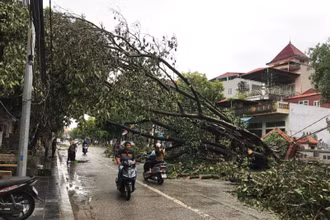 Bão số 3 quật đổ cây tại thành phố Hưng Yên.