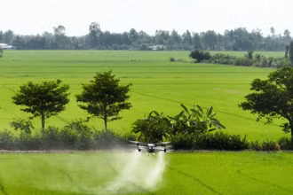 Phun thuốc bảo vệ thực vật cho lúa.