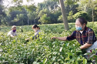 Nông dân xã Ba Trại, huyện Ba Vì, Hà Nội thu hoạch chè. (Ảnh: Hiền Thu) 