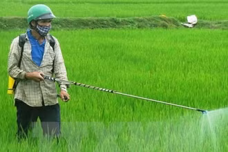 Nông dân phun thuốc trừ cỏ và sâu bệnh cho lúa. (Ảnh: Đoàn Hữu Trung/TTXVN)