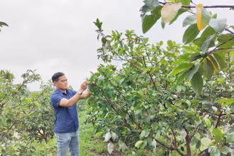 Đối với một số cây trồng đến giai đoạn thu hoạch, cần tranh thủ thu hoạch sớm, bảo đảm năng suất và chất lượng. 