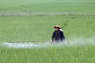 Người dân phun thuốc bảo vệ thực vật phòng trừ sinh vật gây hại. (Ảnh TTXVN)