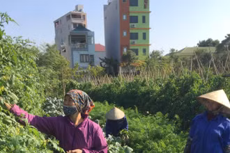 Thu hoạch rau tại Hợp tác xã Dịch vụ nông nghiệp sạch hữu cơ Thanh Xuân, xã Thanh Xuân, huyện Sóc Sơn (Hà Nội).