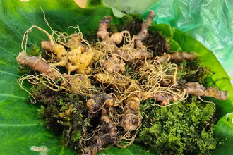 Sâm Ngọc Linh củ khi đưa vào bán tại phiên chợ sâm Ngọc Linh hằng tháng được các cơ quan chức năng kiểm tra và chịu trách nhiệm về chất lượng sản phẩm.