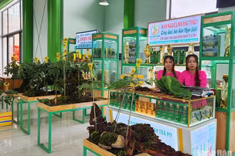 Hơn 50 gian hàng trưng bày, giới thiệu sản phẩm tại Phiên chợ sâm Ngọc Linh.