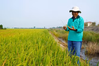 Ruộng mô hình "Sử dụng thuốc bảo vệ thực vật an toàn, hiệu quả và sử dụng thuốc bảo vệ thực vật sinh học trên lúa". (Ảnh: HỮU NGHĨA)