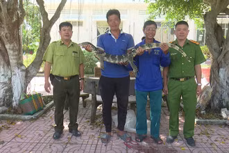 Hạt kiểm lâm liên huyện Tam Nông-Tân Hồng (bìa trái) tiếp nhận cá thể kỳ đà hoa. (Ảnh: THÙY DUNG)