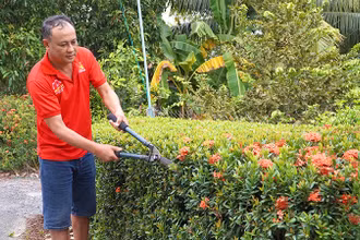 Người dân ấp 5, xã Mỹ Đông cắt tỉa hàng rào cây xanh trước nhà.