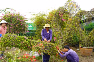Bà con nông dân Làng hoa Sa Đéc tạo kiểng hoa giấy hình trái tim. (Ảnh: HỮU NGHĨA)