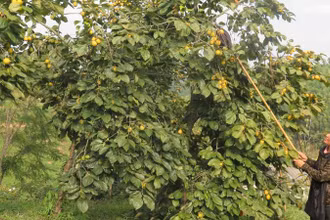 Người dân ở thôn Pò Pheo, Hoàng Việt, Văn Lãng (Lạng Sơn) thu hái hồng Vành khuyên.