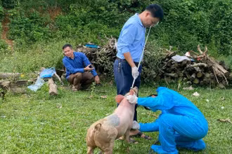 Cán bộ thú y lấy mẫu xét nghiệm chẩn đoán dịch tả lợn châu Phi.