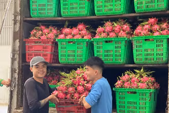 Thanh long tại vườn có giá từ 14.000 đến 17.000 đồng/kg.