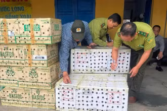 Kiểm lâm Huế từng phát hiện, thả khoảng 1000 cá thể chim chào mào được săn bắt trái phép tập kết tại bến xe phía bắc vào cuối năm 2024. 