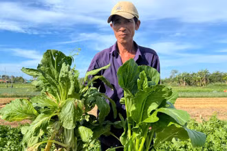 Gia đình ông Trần Văn Nâu, ngụ xã Tân Thủy (huyện Ba Tri, tỉnh Bến Tre) phải nhổ bỏ rau quá lứa vì bán không ai mua. (Ảnh: HOÀNG TRUNG)