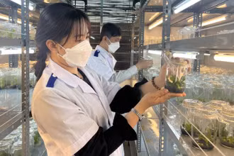 Sản xuất cây giống ứng dụng công nghệ cao tại Bến Tre.
