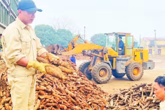 Công nhân Nhà máy sắn Văn Yên kiểm tra chất lượng củ trước khi chế biến.