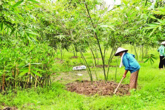 Hội viên chăm sóc cây măng lục trúc tại Hợp tác xã Măng lục trúc lâm sinh Ngọc Châu.