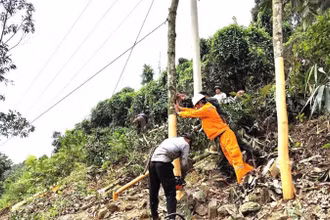 Những cây quế cao ngoài hành lang lưới điện được công nhân Điện lực Bảo Thắng chằng néo cẩn thận để phòng ngừa đổ vào đường dây.