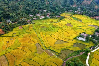 Sắc màu Nghĩa Đô (Bảo Yên-Lào Cai) mùa lúa chín. (Ảnh: TL)