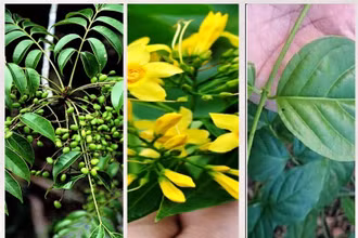 Hình ảnh về cây lá ngón. (Ảnh: TL)