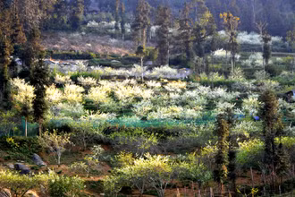Mận Tam Hoa nở trắng núi đồi cao nguyên Bắc Hà-Lào Cai. (Ảnh: QUỐC HỒNG)