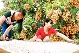 Chế biến long nhãn ở thành phố Hưng Yên. 