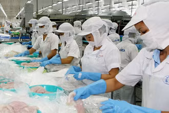 Chế biến thủy sản tại Công ty cổ phần Xuất nhập khẩu thủy sản Cần Thơ (TP Cần Thơ). (Ảnh QUỐC TUẤN) 