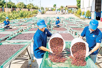 Cà-phê là mặt hàng chủ lực chiếm gần 80% tổng kim ngạch xuất khẩu của tỉnh Gia Lai. 
