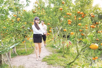 Du khách tham quan một vườn quýt hồng ở Lai Vung. 
