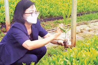 Ứng dụng công nghệ nuôi cấy mô nhân giống cây keo phục vụ trồng rừng. 