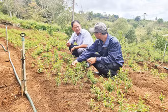 Sản phẩm cây cỏ ngọt của Hợp tác xã Nông nghiệp-Du lịch trải nghiệm Kon Tu Rằng mang lại giá trị kinh tế cao. 