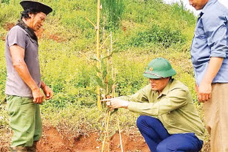 Cán bộ Phòng Dân tộc huyện Tuần Giáo hướng dẫn người dân kỹ thuật trồng, chăm sóc cây mắc-ca. 
